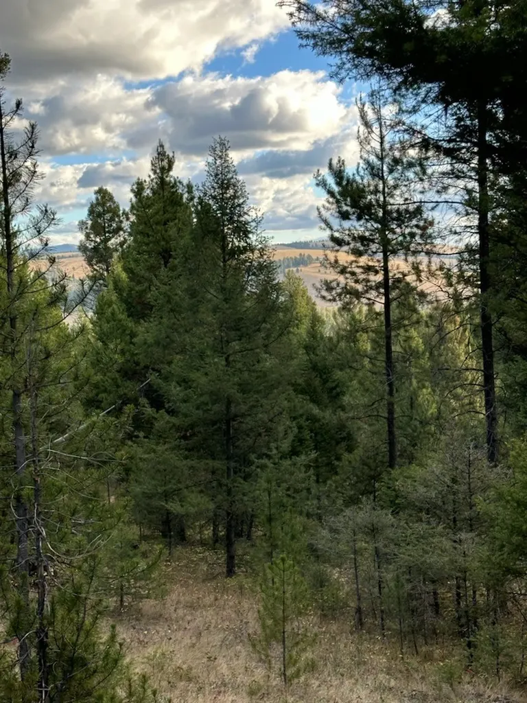 Lot 10 Black Pine Meadows Subdivision Philipsburg MT 59858