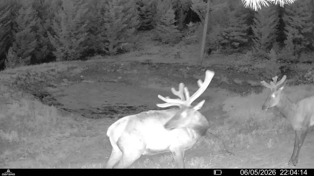 4 Tract, Bull Elk Drummond MT 59832