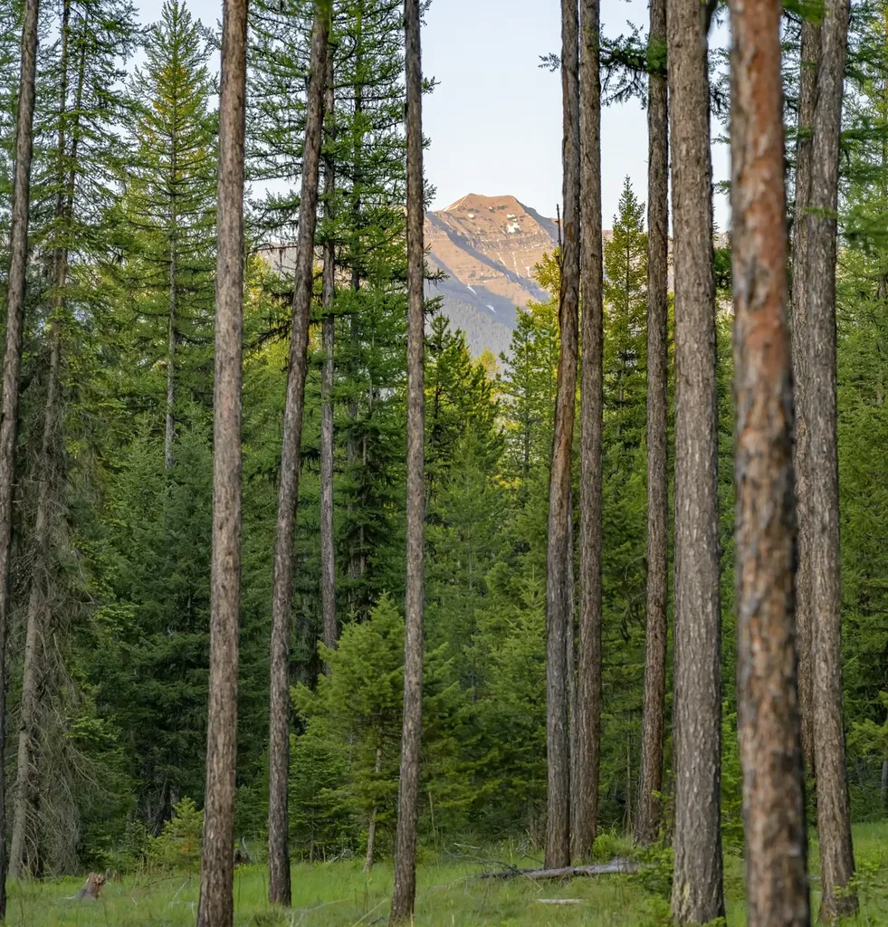 Nhn Lindbergh Lake Road Condon MT 59826