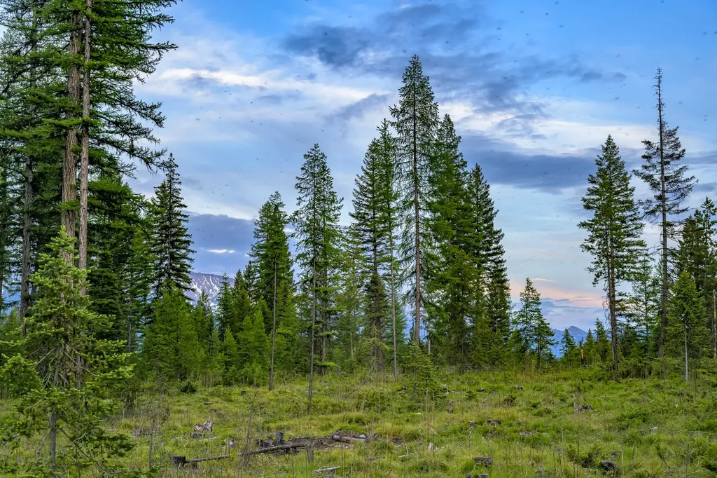 Nhn Lindbergh Lake Road Condon MT 59826