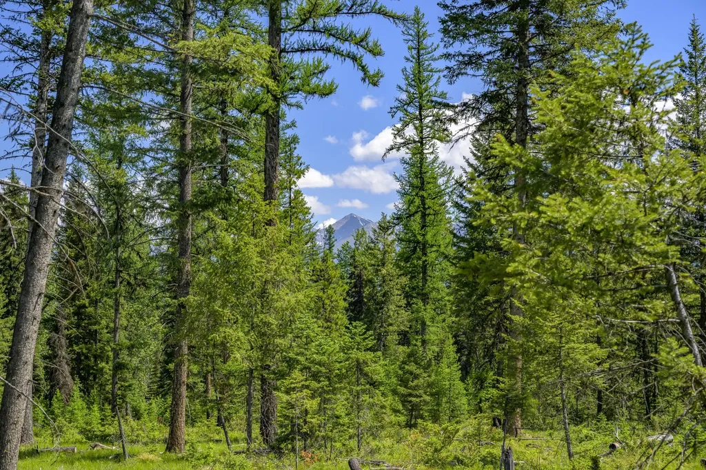 Nhn Lindbergh Lake Road Condon MT 59826