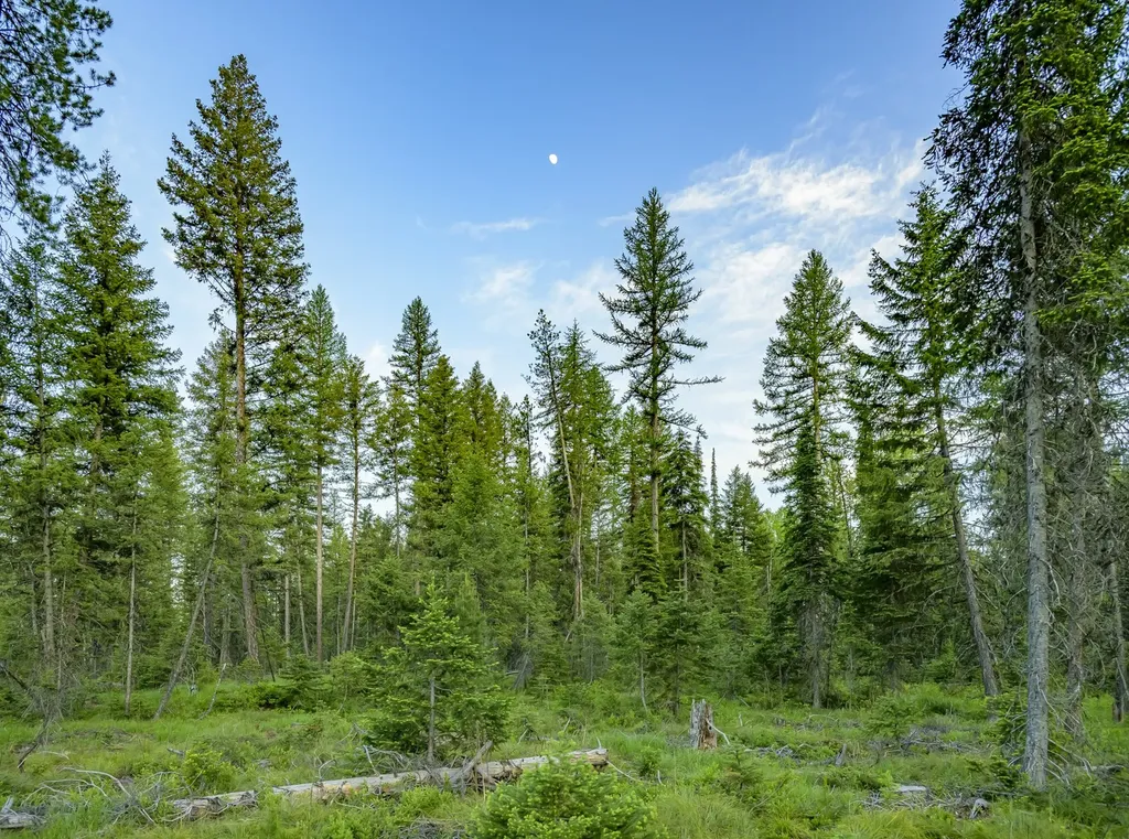 Nhn Lindbergh Lake Road Condon MT 59826