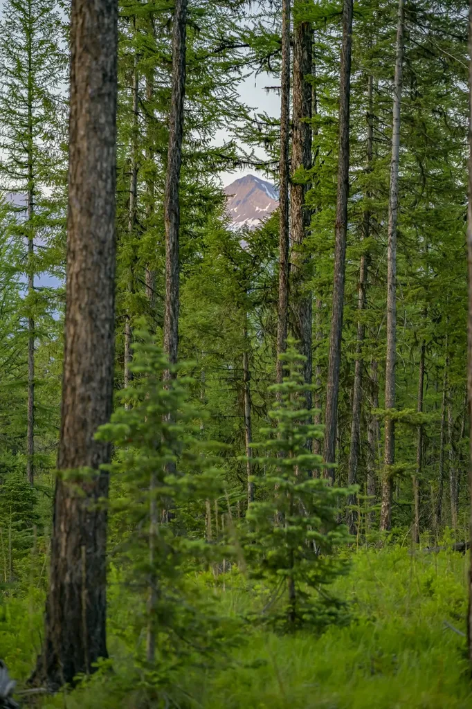 Nhn Lindbergh Lake Road Condon MT 59826