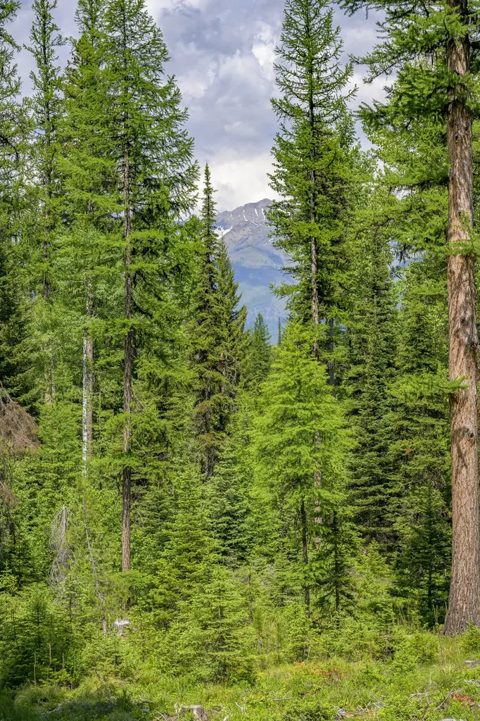Nhn Lindbergh Lake Road Condon MT 59826