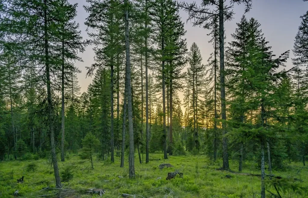 Nhn Lindbergh Lake Road Condon MT 59826
