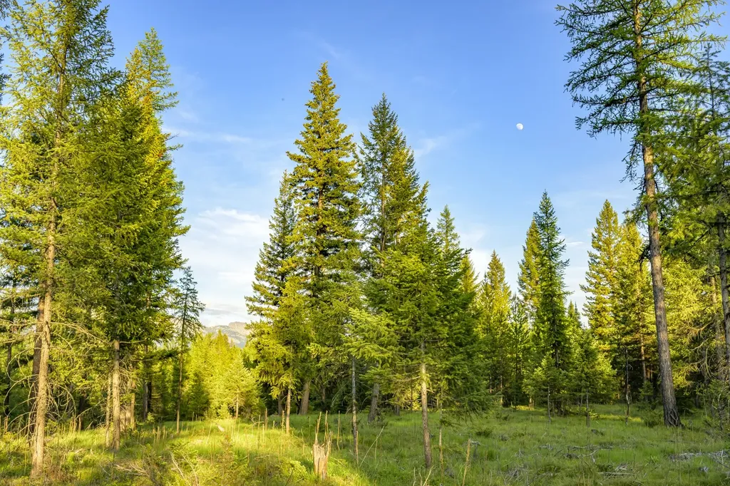 Nhn Lindbergh Lake Road Condon MT 59826