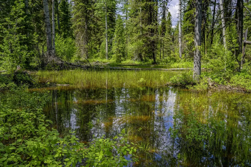 Nhn Lindbergh Lake Road Condon MT 59826