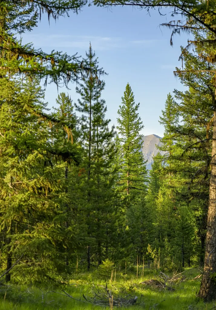 Nhn Lindbergh Lake Road Condon MT 59826
