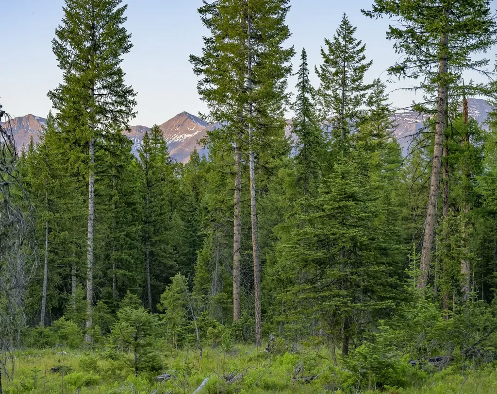 Nhn Lindbergh Lake Road Condon MT 59826