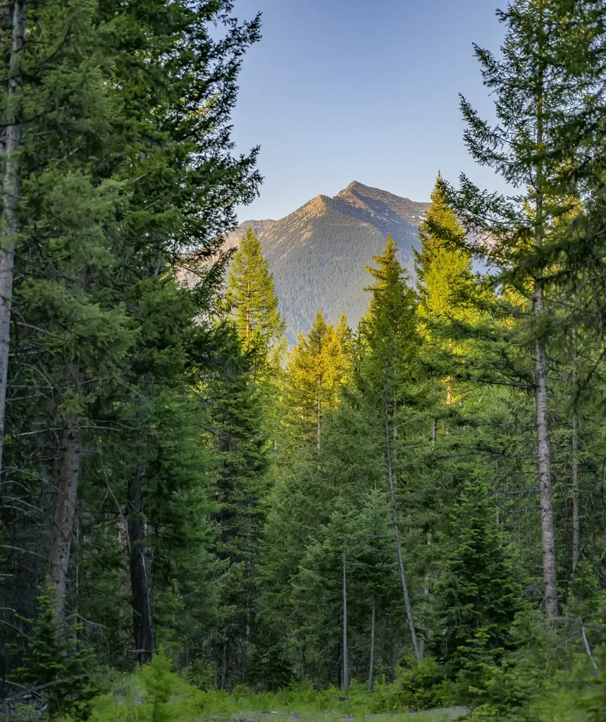 Nhn Lindbergh Lake Road Condon MT 59826