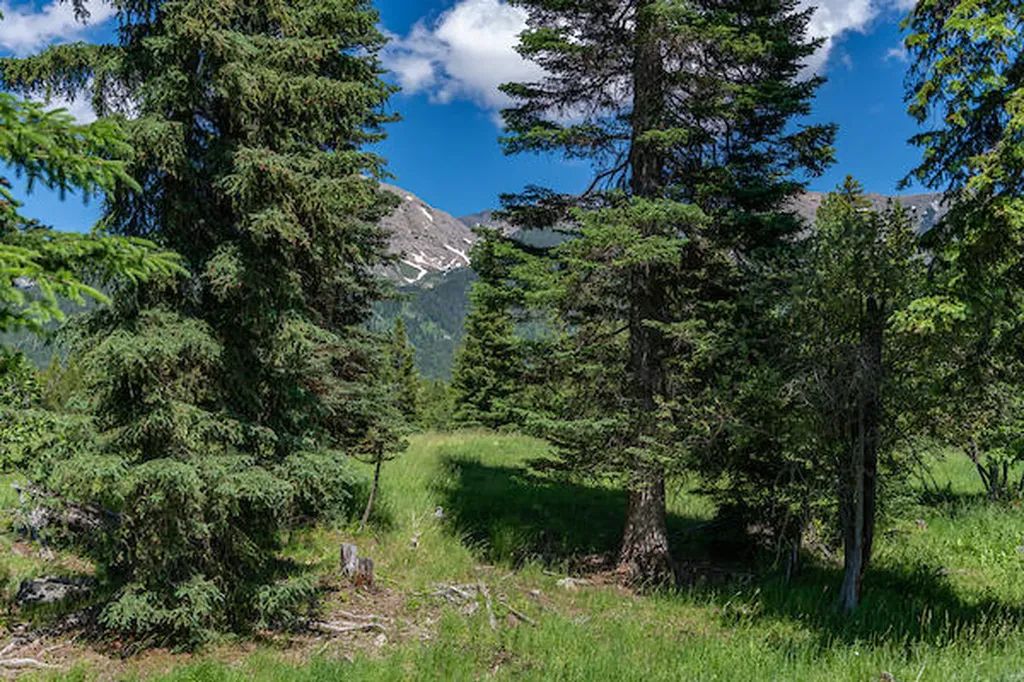 2705 Rumble Creek Road Condon MT 59826