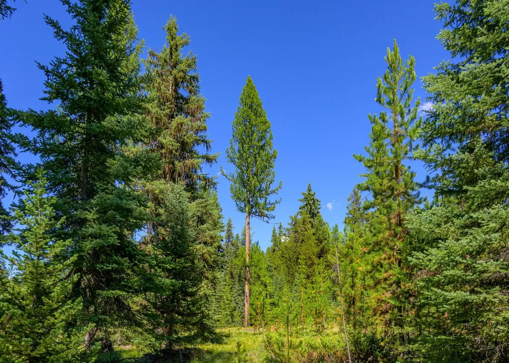 Nhn Route 83 Seeley Lake MT 59868