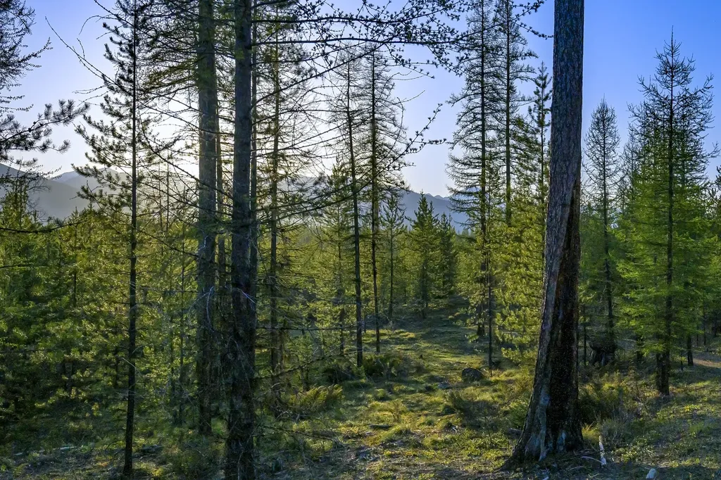 Nhn Stoner Lake Road Condon MT 59826