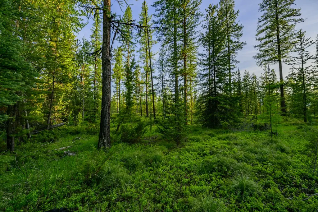 Nhn Stoner Lake Road Condon MT 59826