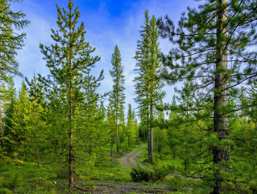 Nhn Stoner Lake Road Condon MT 59826