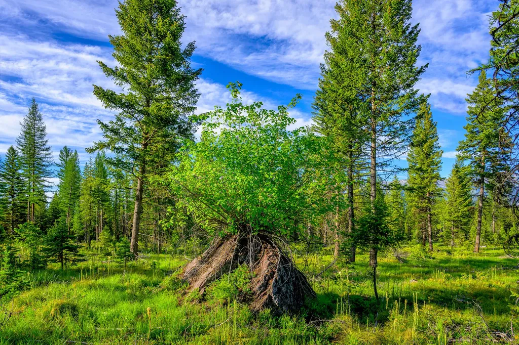 1355 Lindbergh Lake Road Condon MT 59826