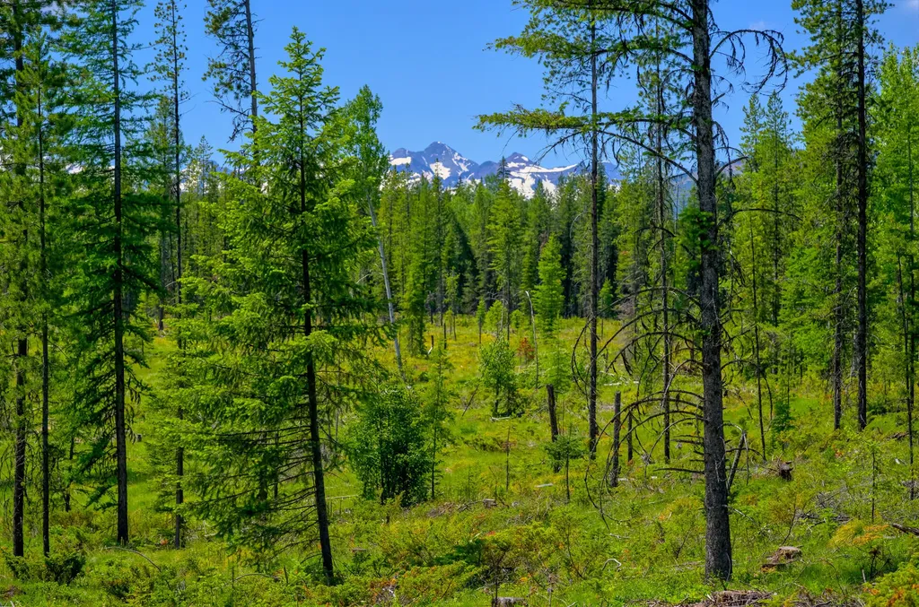 1355 Lindbergh Lake Road Condon MT 59826