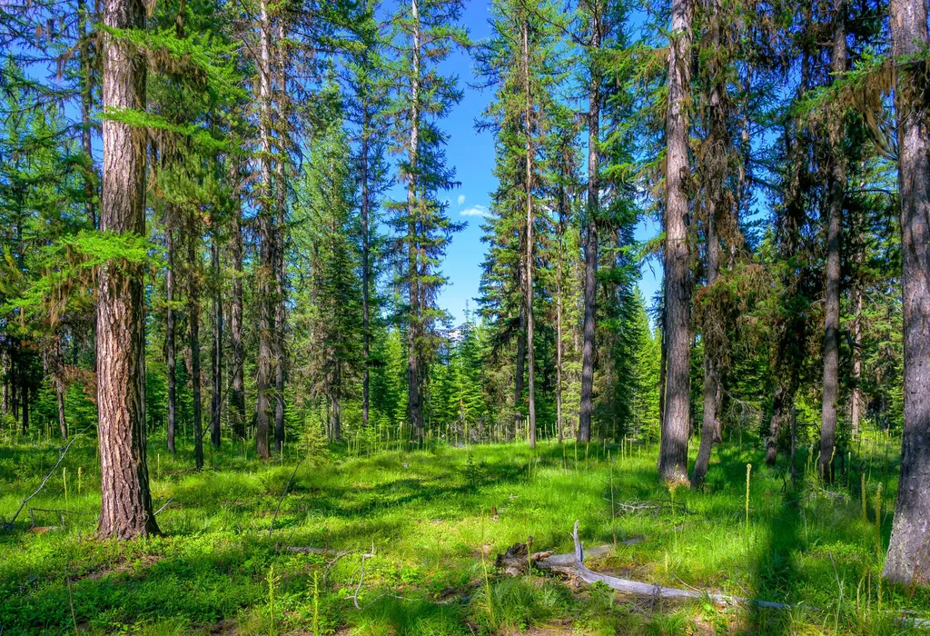 1355 Lindbergh Lake Road Condon MT 59826