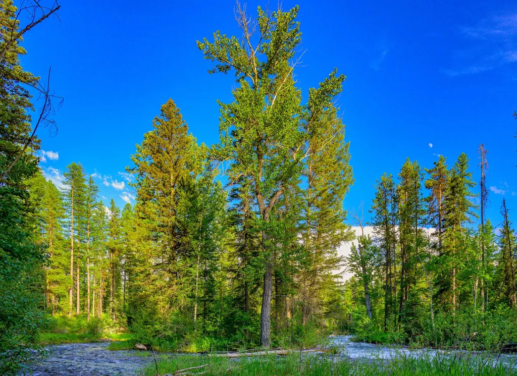 1355 Lindbergh Lake Road Condon MT 59826