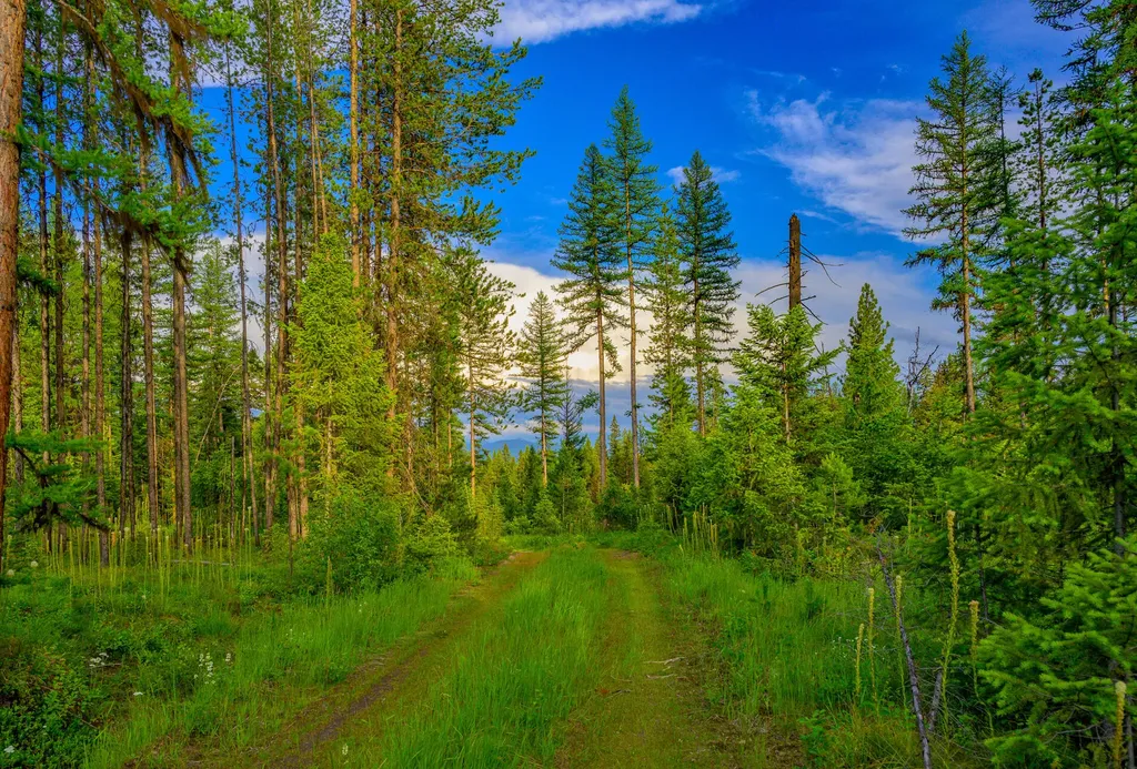 1355 Lindbergh Lake Road Condon MT 59826