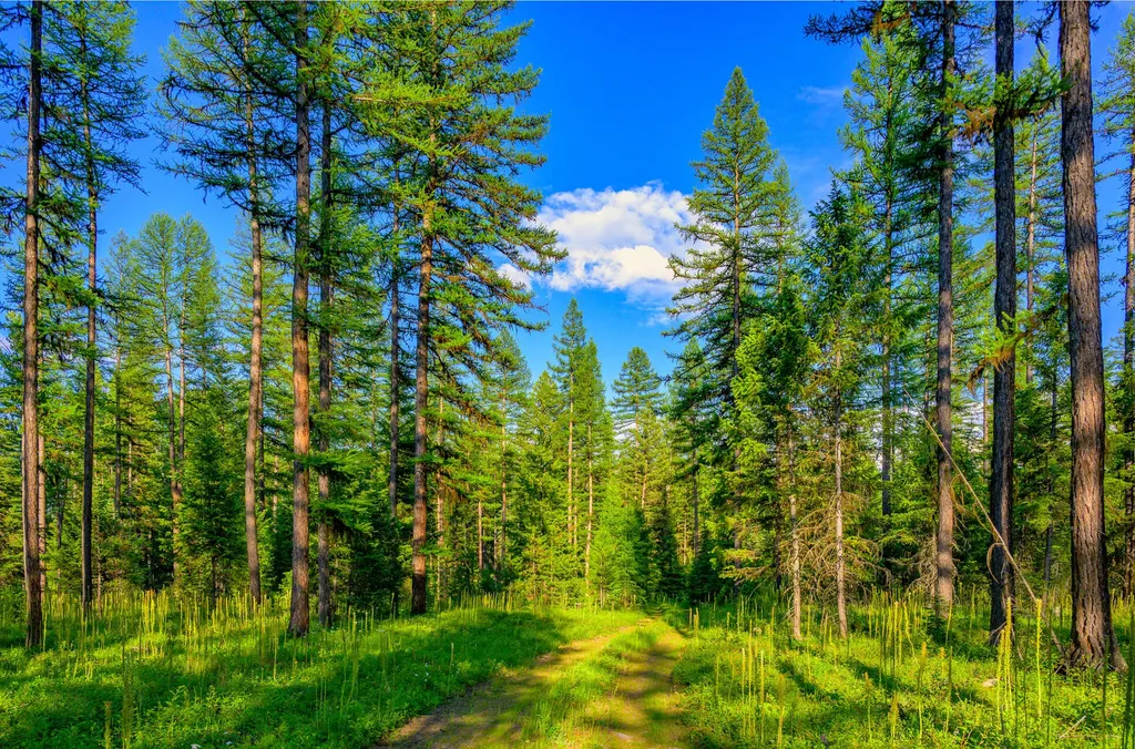 1355 Lindbergh Lake Road Condon MT 59826