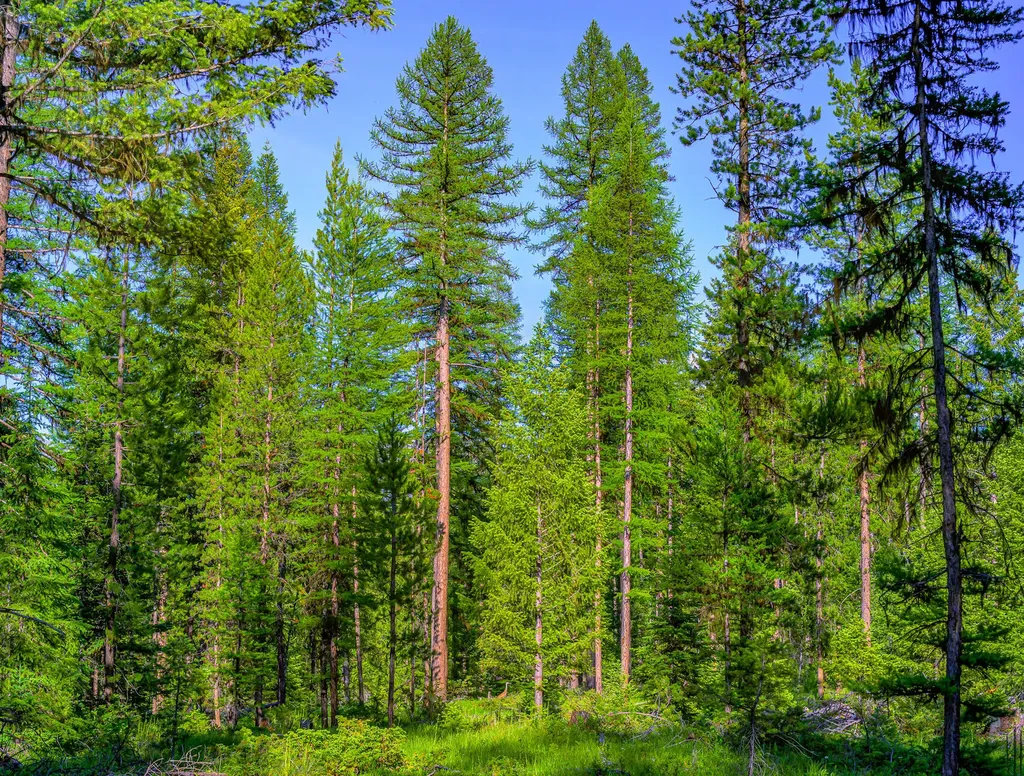 1355 Lindbergh Lake Road Condon MT 59826