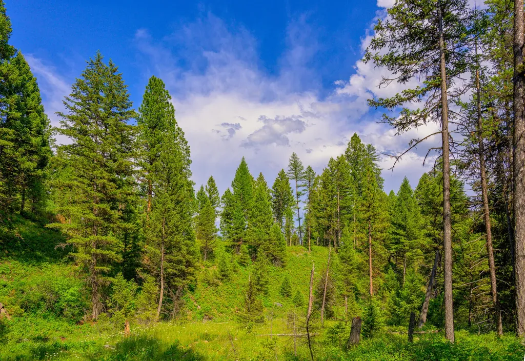 1355 Lindbergh Lake Road Condon MT 59826