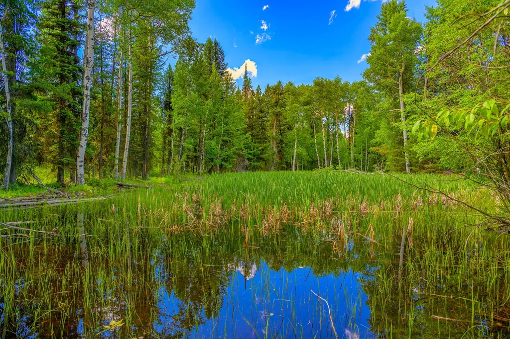 1355 Lindbergh Lake Road Condon MT 59826