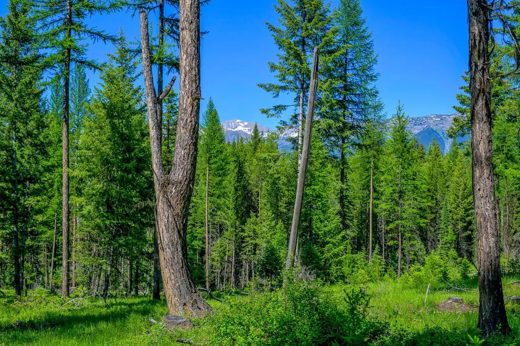 1355 Lindbergh Lake Road Condon MT 59826