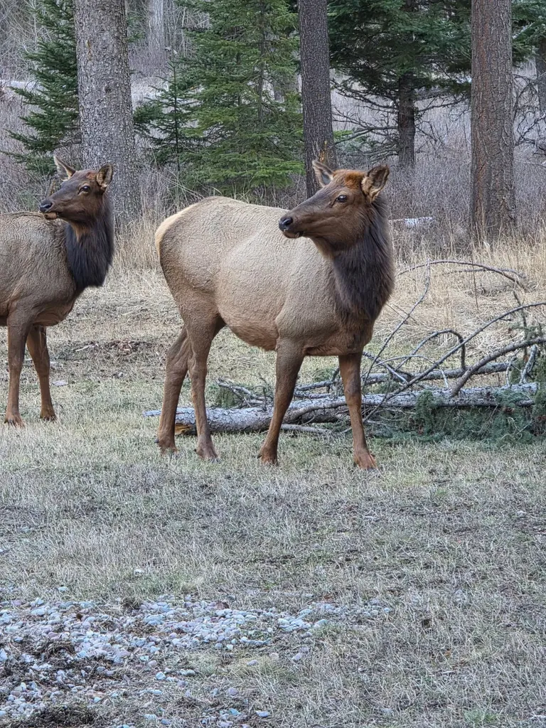 39771 Mount Highway 83 Bigfork MT 59911