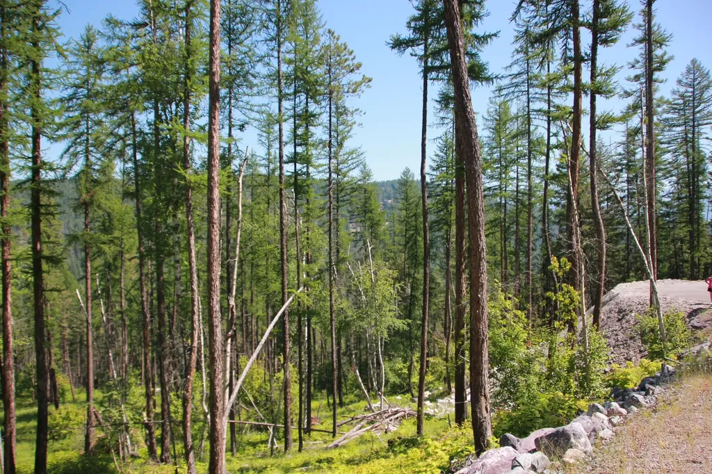 237 Timberjack Trail Bigfork MT 59911
