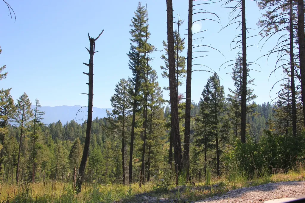 237 Timberjack Trail Bigfork MT 59911