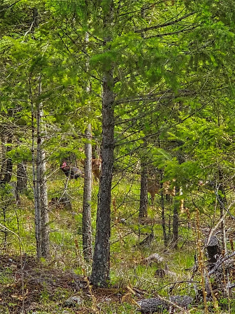 Tbd Copper Road Kalispell MT 59901