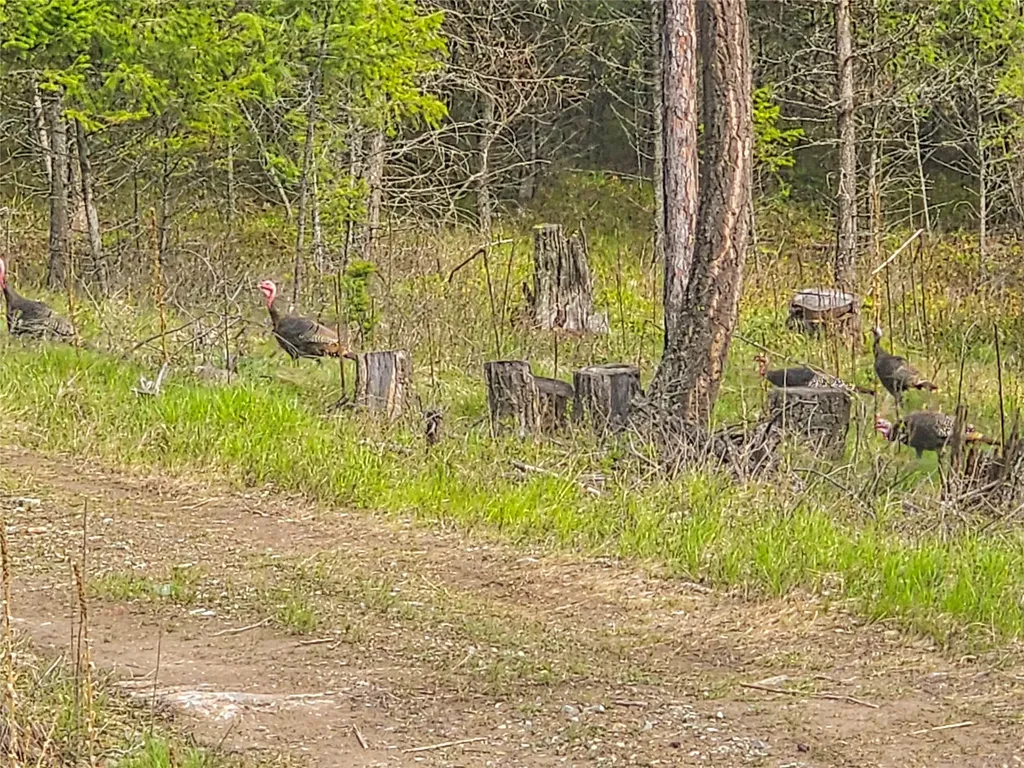 Tbd Copper Road Kalispell MT 59901