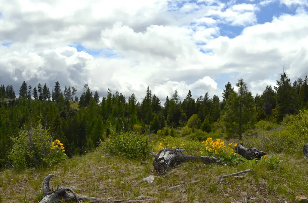 Nhn Bugler Trail Kila MT 59920