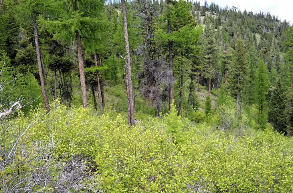 Nhn Bugler Trail Kila MT 59920