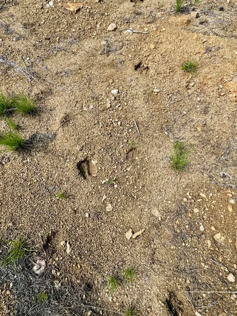 Nhn Perkins Gulch Road Anaconda MT 59711