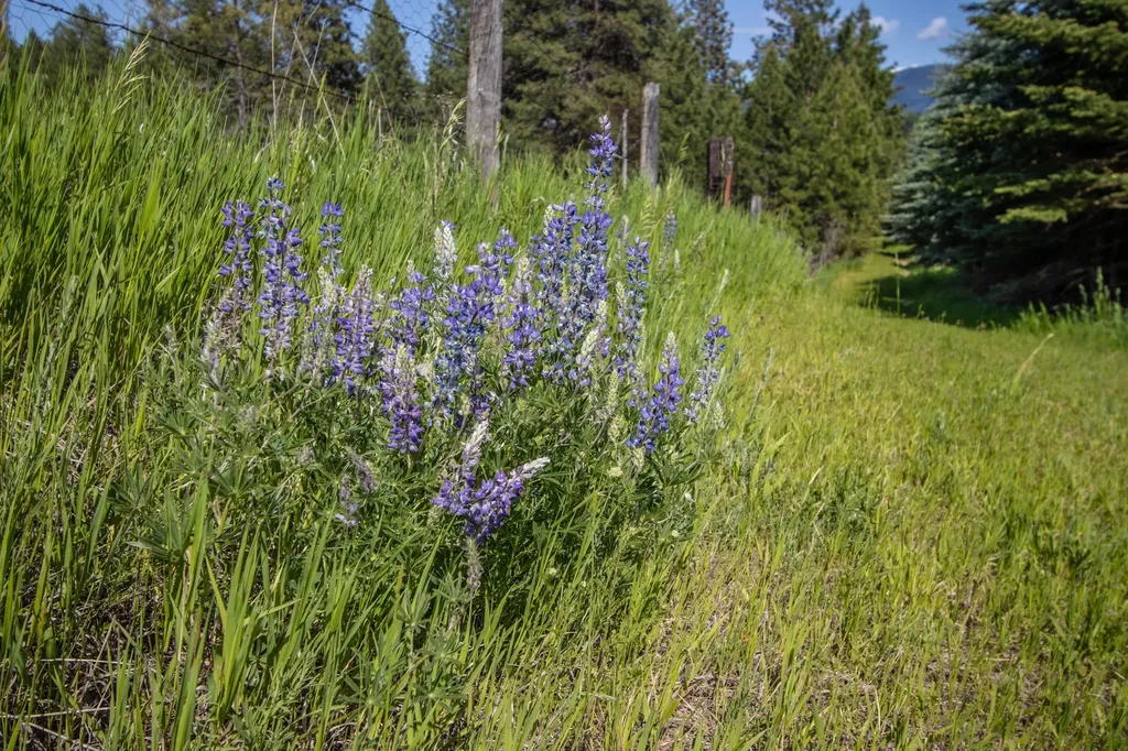 1265 Jellison Road Columbia Falls MT 59912