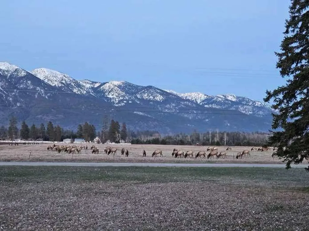1020 Middle Road Columbia Falls MT 59912