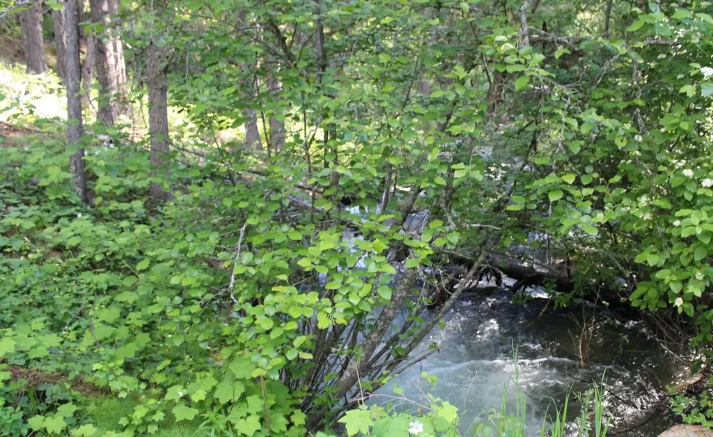 295 Burks Bottom Road Eureka MT 59917