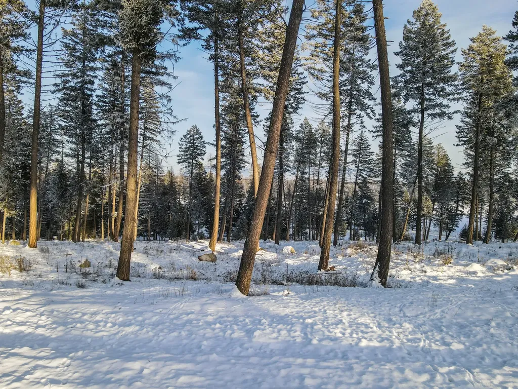 269 Layton Road Whitefish MT 59937
