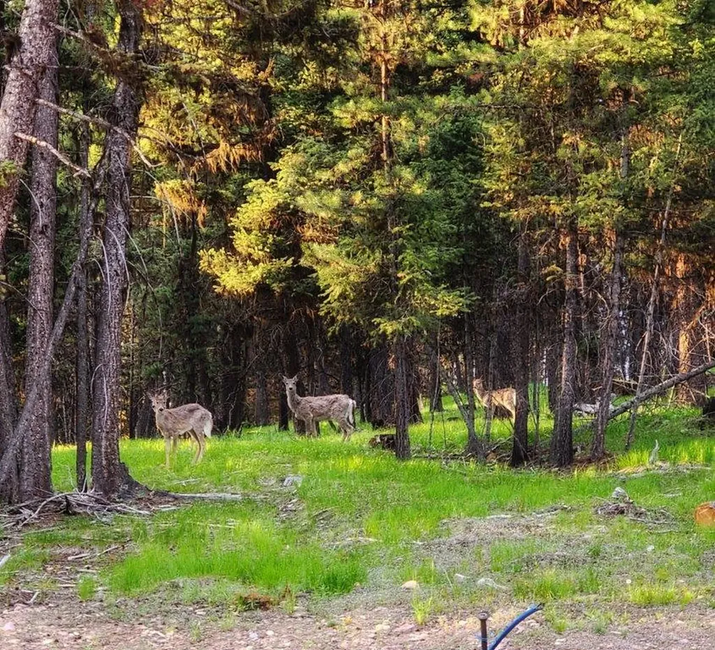 289 Seclusion Point Seeley Lake MT 59868