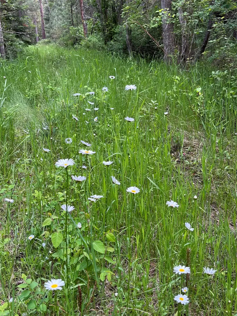 512 Lookout Trail Stevensville MT 59870