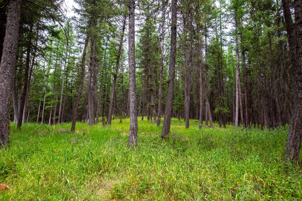 1085 K M Ranch Road Whitefish MT 59937
