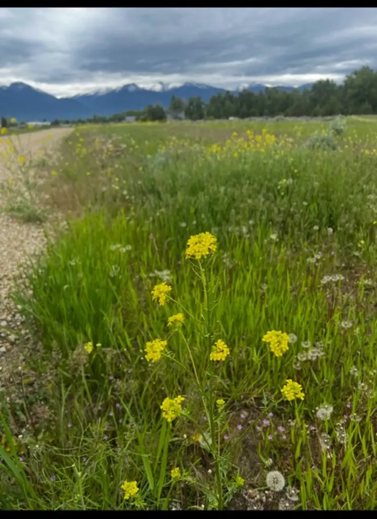 Lot 32-a Drovers Trail Stevensville MT 59870