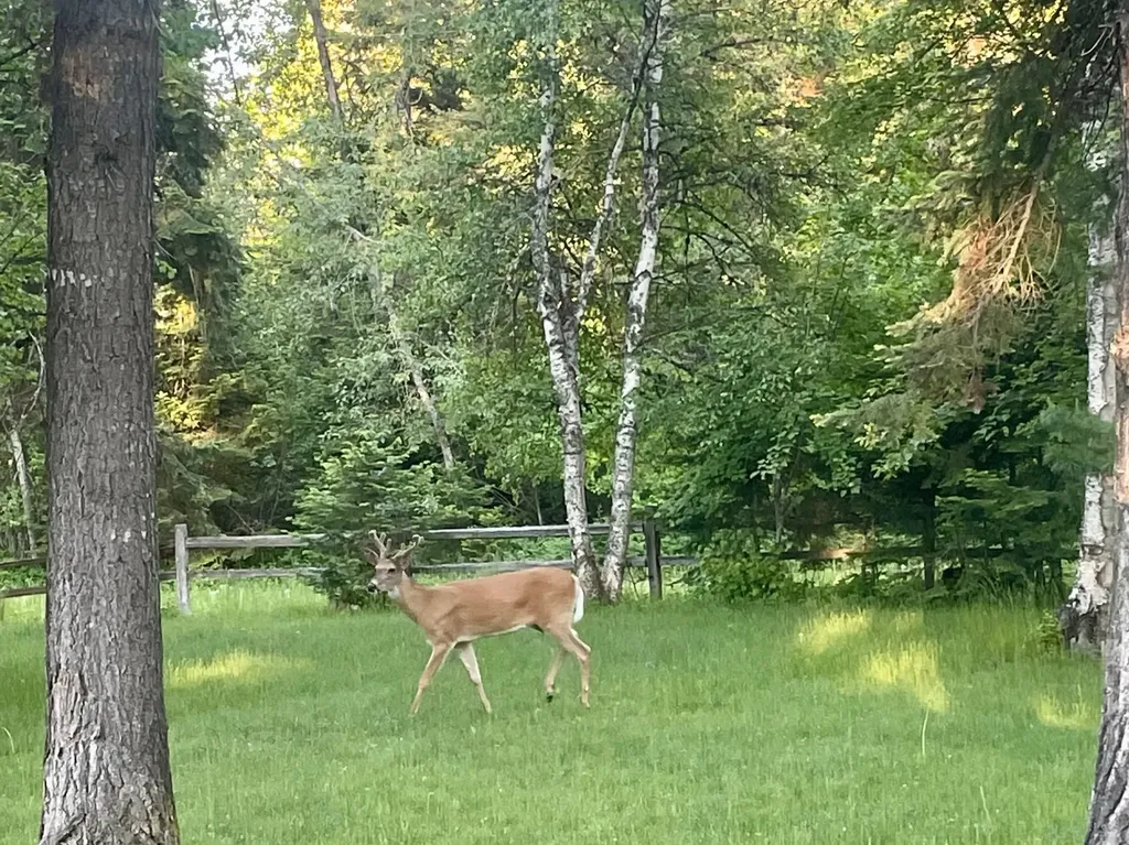341 Burly Bear Trail Whitefish MT 59937