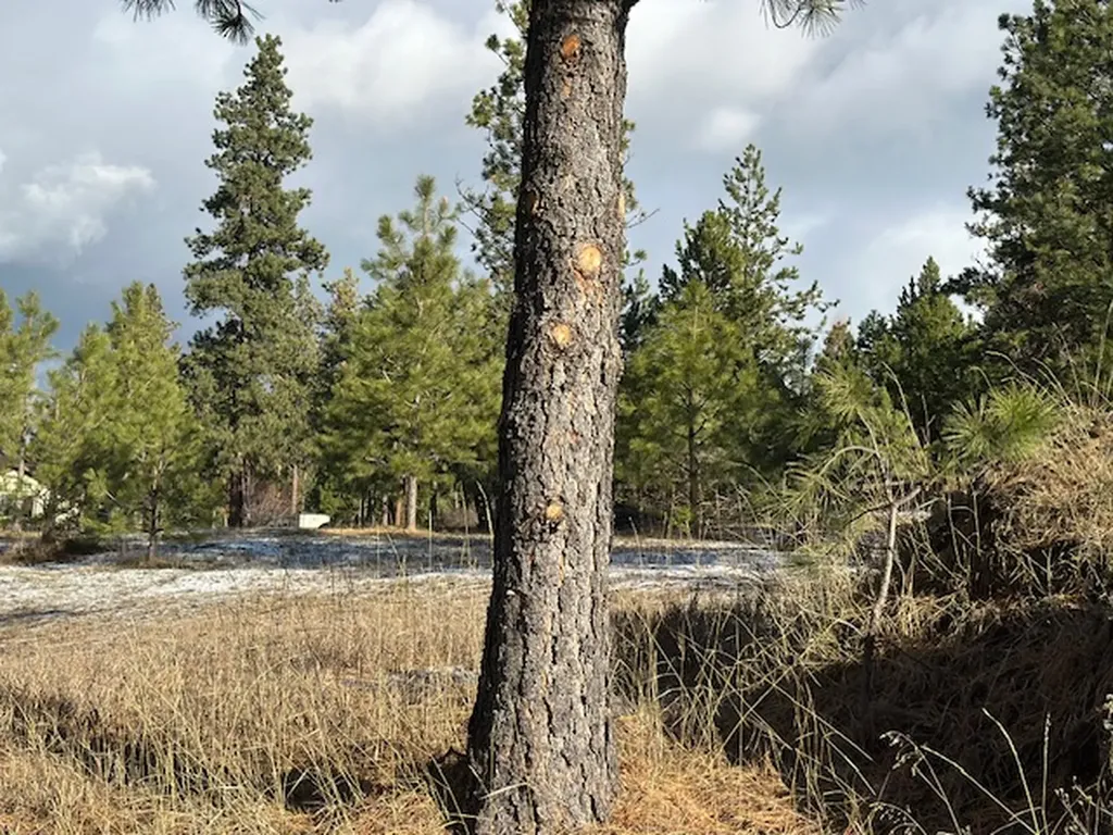 31861 Meadow Road Polson MT 59860