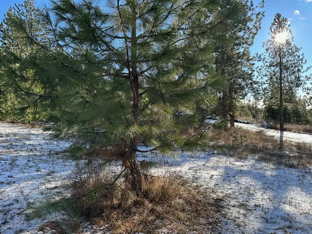 31861 Meadow Road Polson MT 59860
