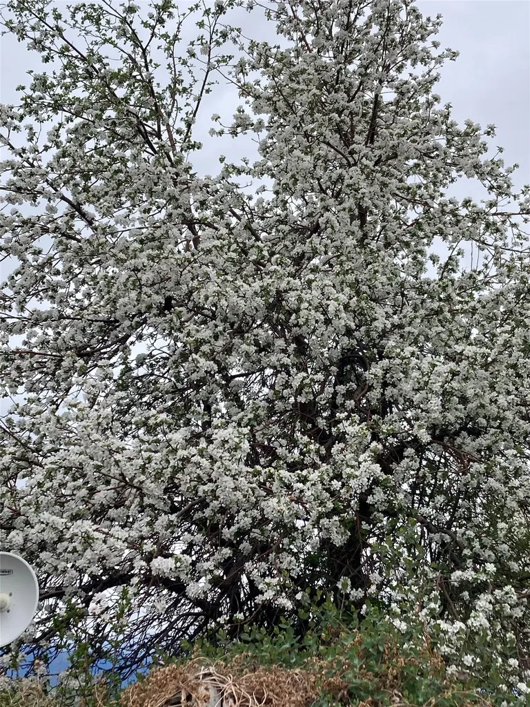 1948 Mountain View Orchard Road Corvallis MT 59828