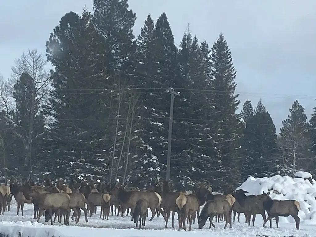 492 Stemple Pass Road Lincoln MT 59639